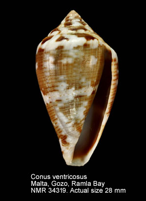 Conus ventricosus (2).jpg - Conus ventricosusGmelin,1791